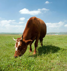 坝上散养奶牛,纯正坝上散养肉牛,正宗草原牛肉