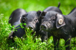 坝上黑猪坝豪黑猪专业养殖基地是如何保持黑猪品种的纯粹性的呢？【博豪庄园坝豪黑猪】